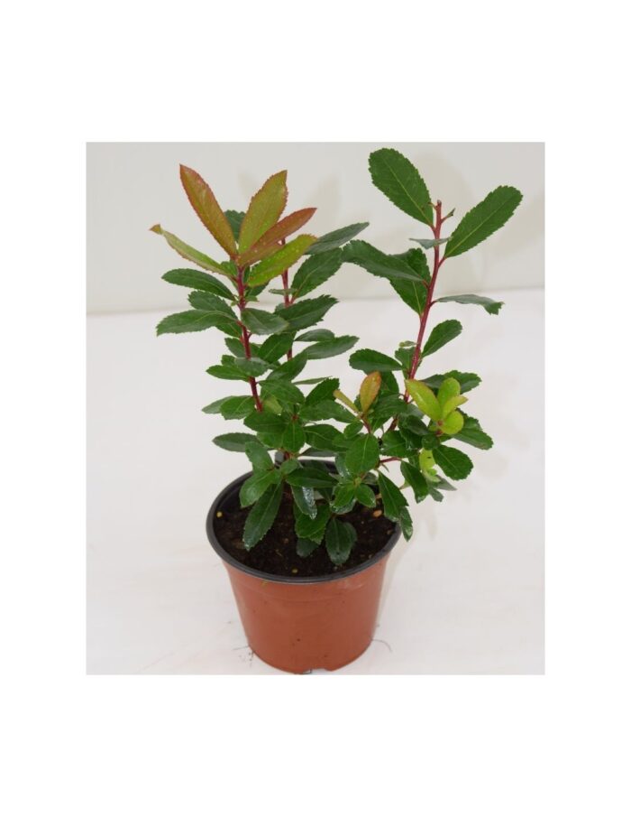20 Piante di Corbezzolo Vaso 14cm