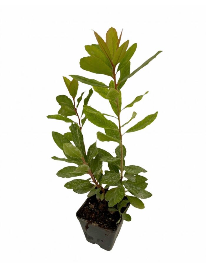 40 Piante di Corbezzolo Vaso 7cm