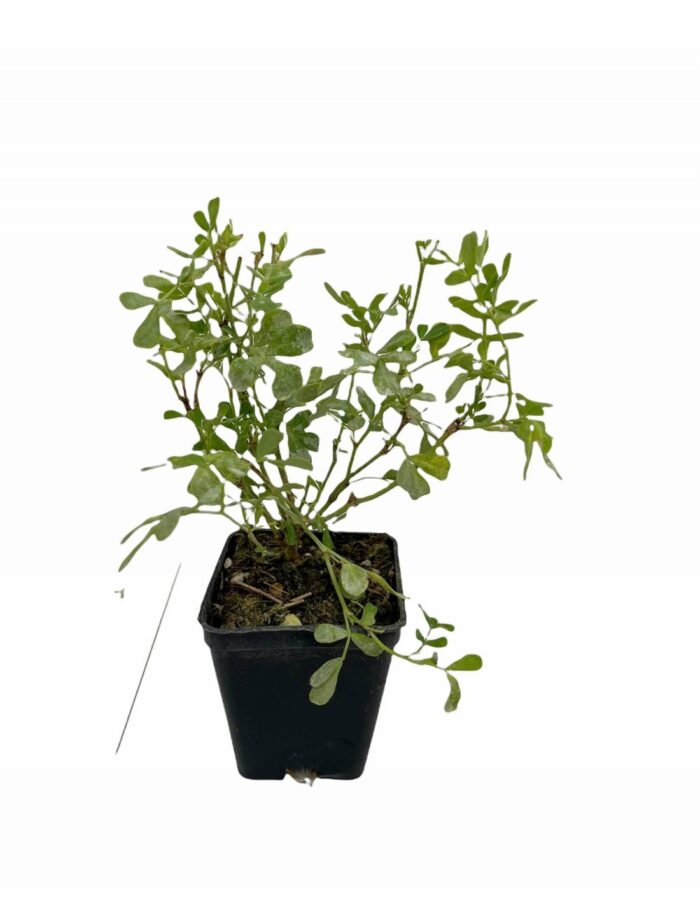 40 Piante di Coronilla Vaso 7cm