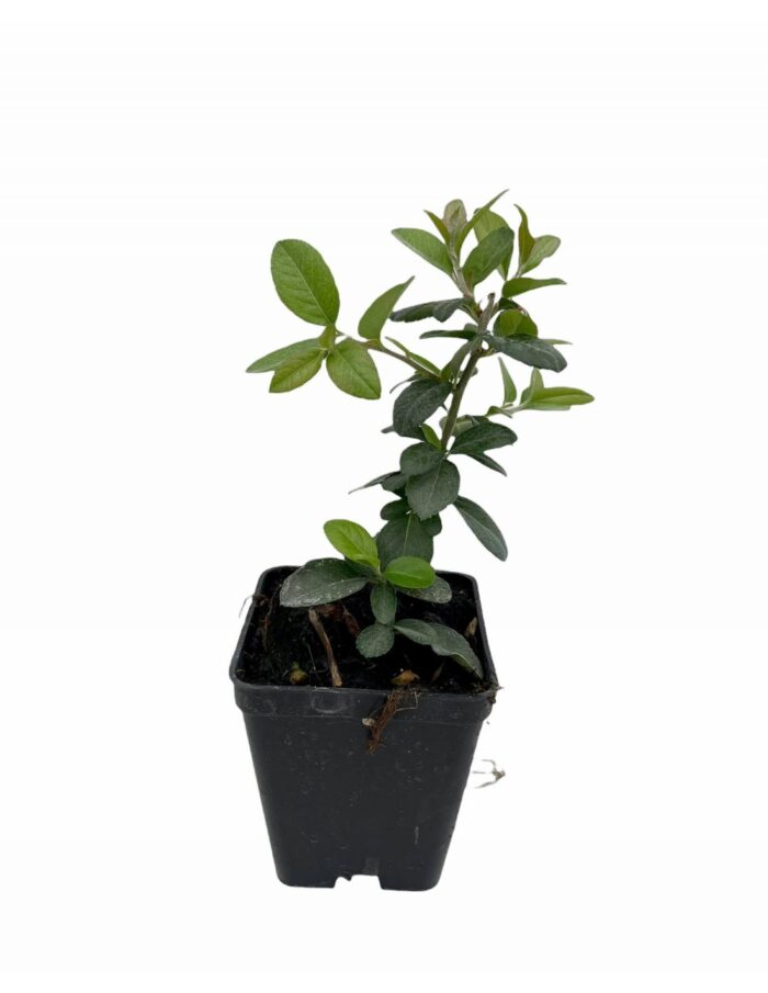 40 Piante di Crataegus Vaso 7cm