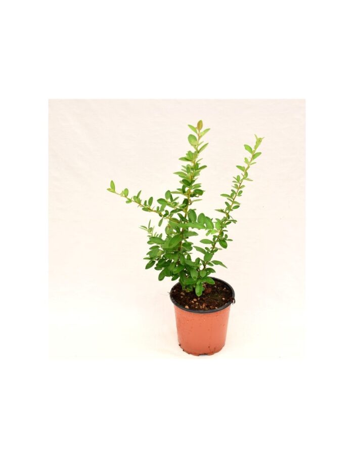 20 Piante di Crataegus Vaso 18cm