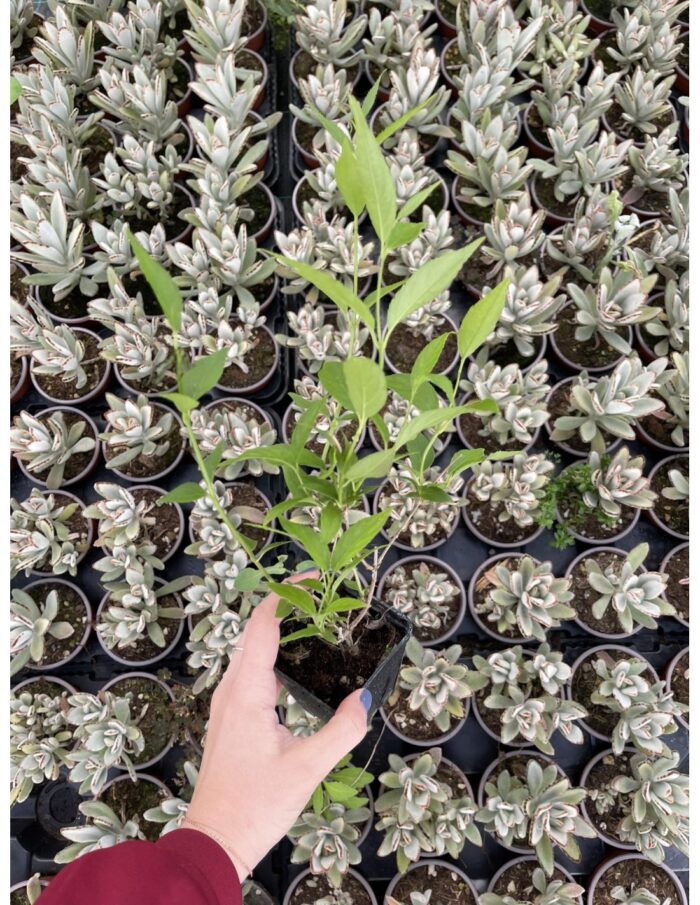 40 Piante di Deutzia Vaso 7cm