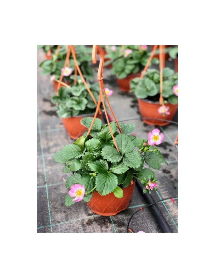 20 Piante di Fragola Vaso 18cm