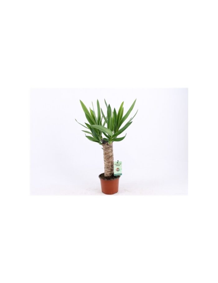 8 Piante di Yucca Vaso 12cm