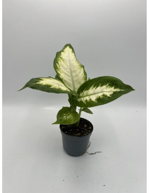 pianta-dieffenbachia-camilla