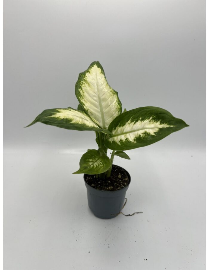 pianta-dieffenbachia-camilla