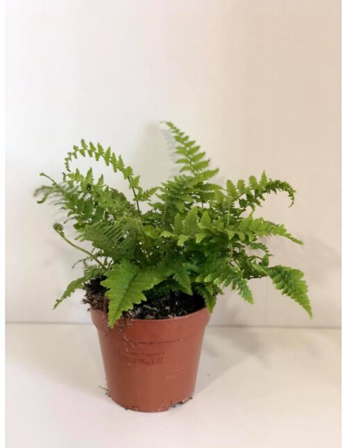 pianta-dryopteris-erythrosora
