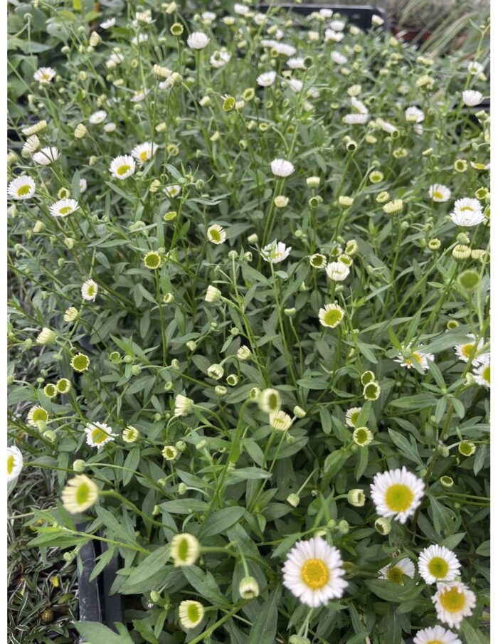 40 Piante di Erigeron Vaso 7cm