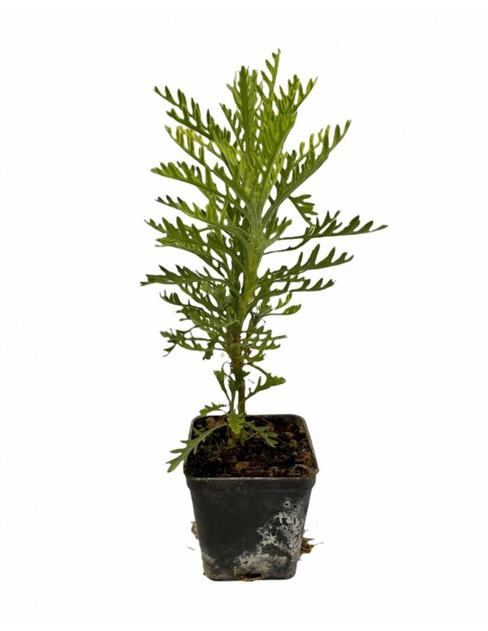 40 Piante di Euryops Pectinatus Vaso 7cm