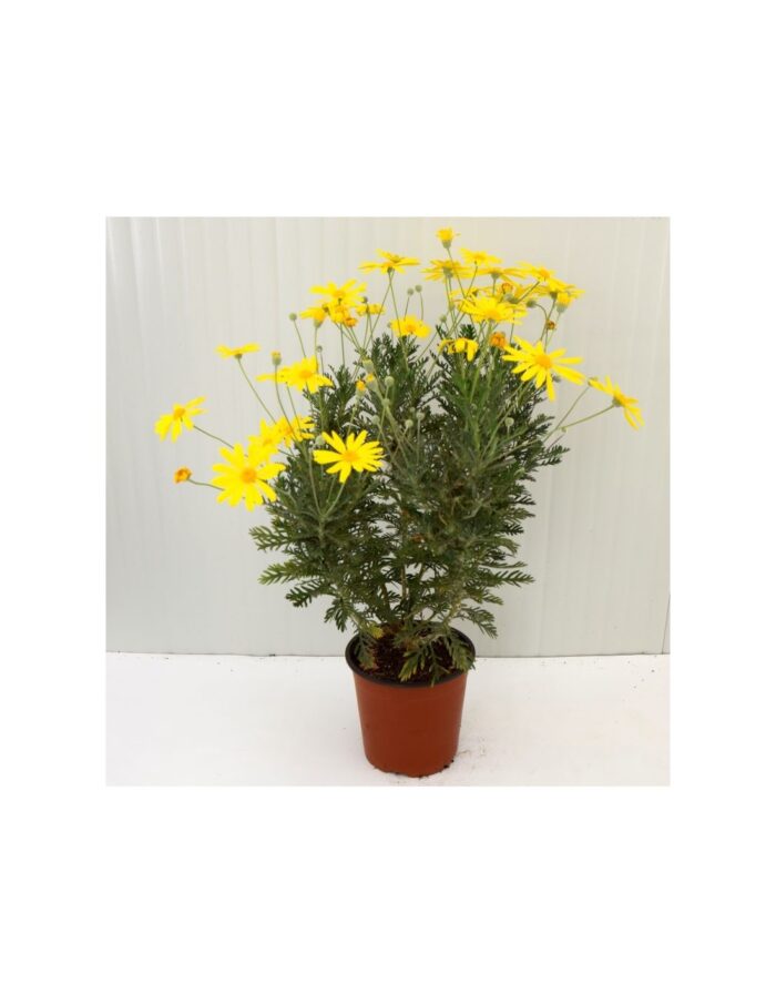 20 Piante di Euryops Pectinatus Vaso 18cm