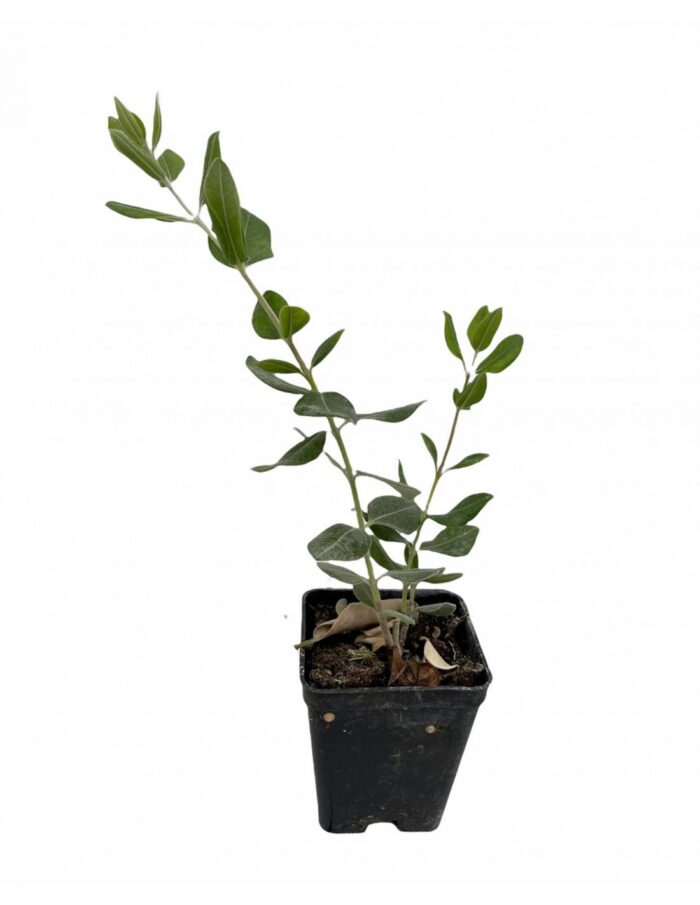 40 Piante di Feijoa Sellowiana Vaso 7cm