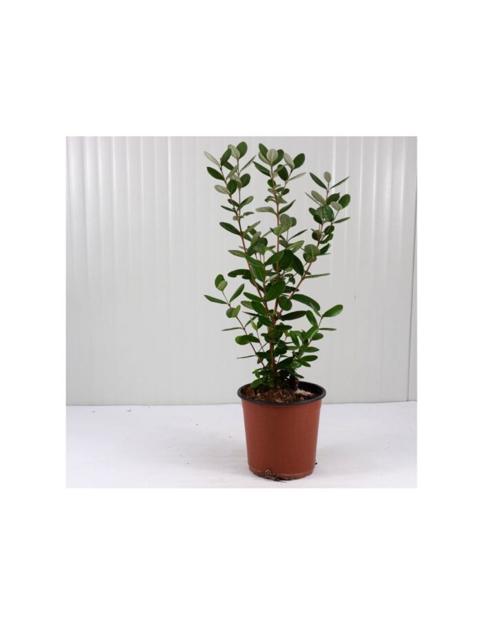 20 Piante di Feijoa Sellowiana Vaso 18cm