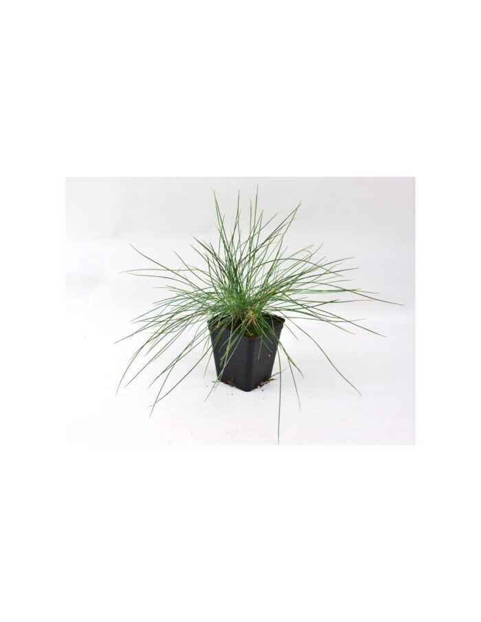 40 Piante di Festuca Argentea Vaso 7cm