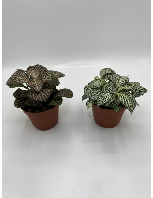 pianta-fittonia