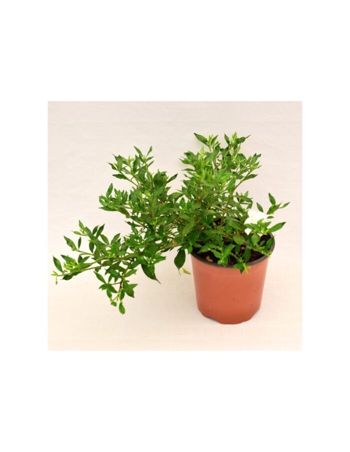 20 Piante di Gardenia Nana Vaso 14cm