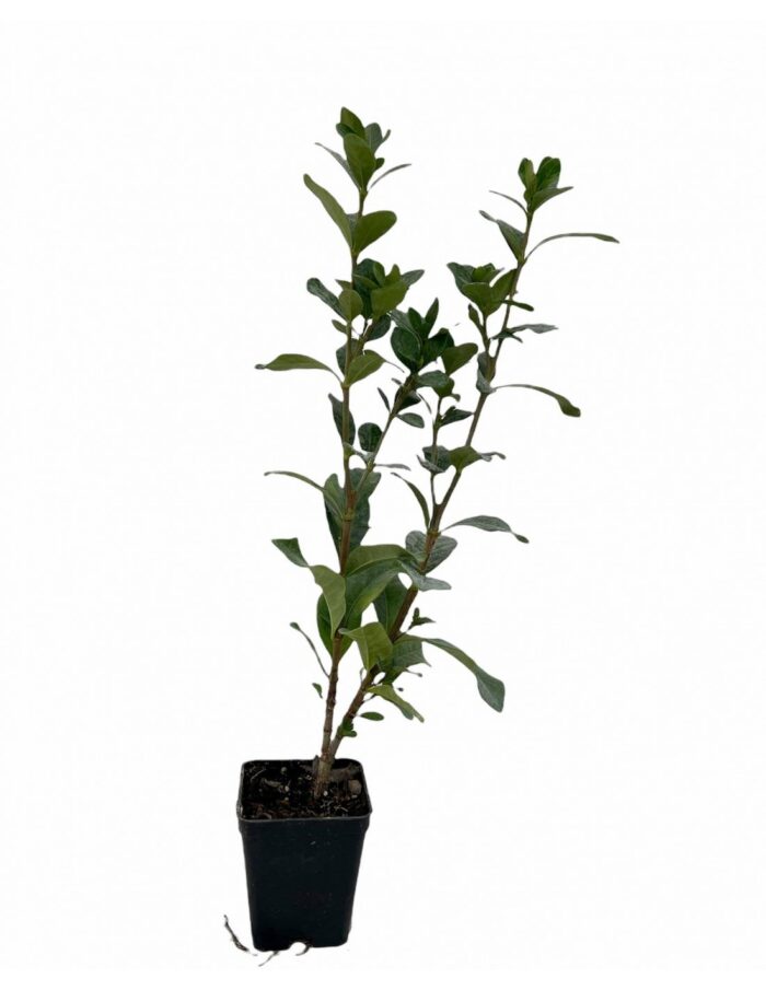 40 Piante di Gardenia Nana Vaso 7cm