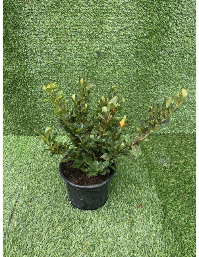 20 Piante di Gardenia Nana Vaso 18cm