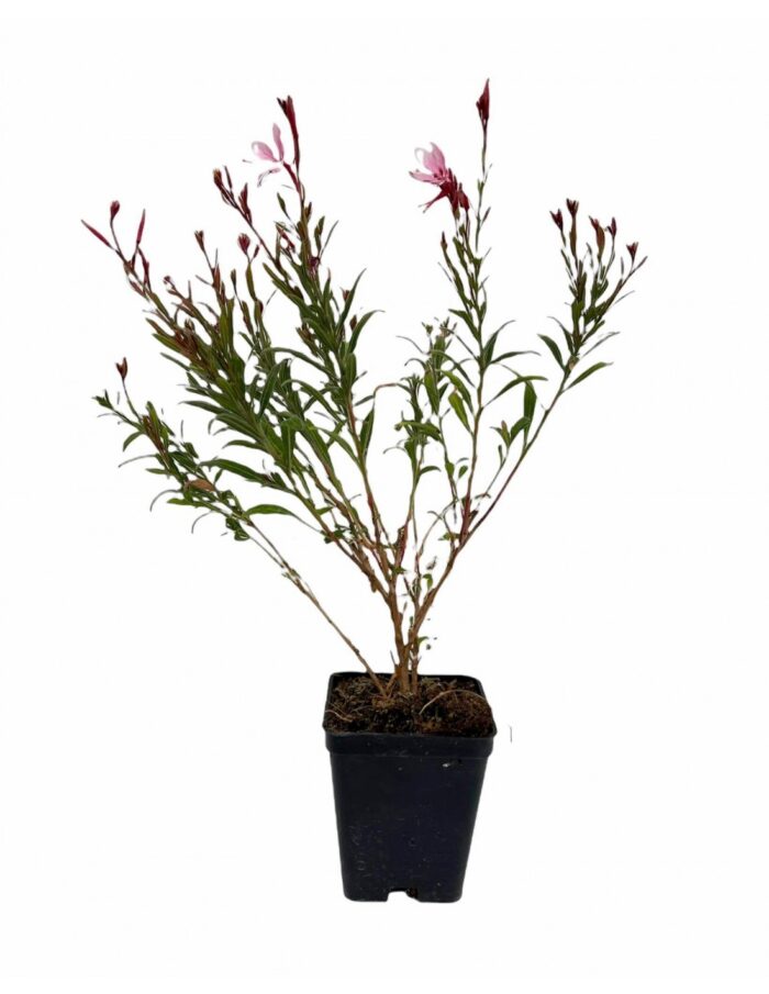 40 Piante di Gaura Vaso 7cm