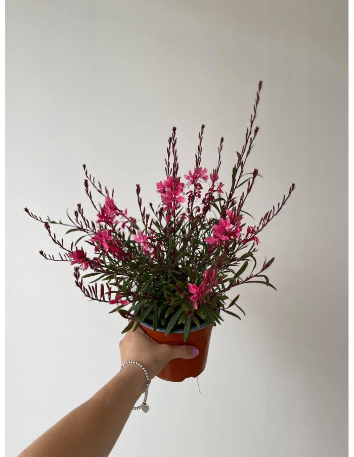 20 Piante di Gaura Vaso 14cm