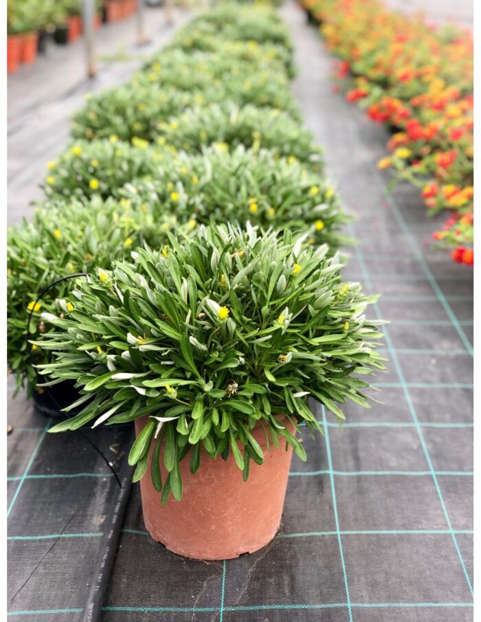 20 Piante di Gazania Vaso 18cm