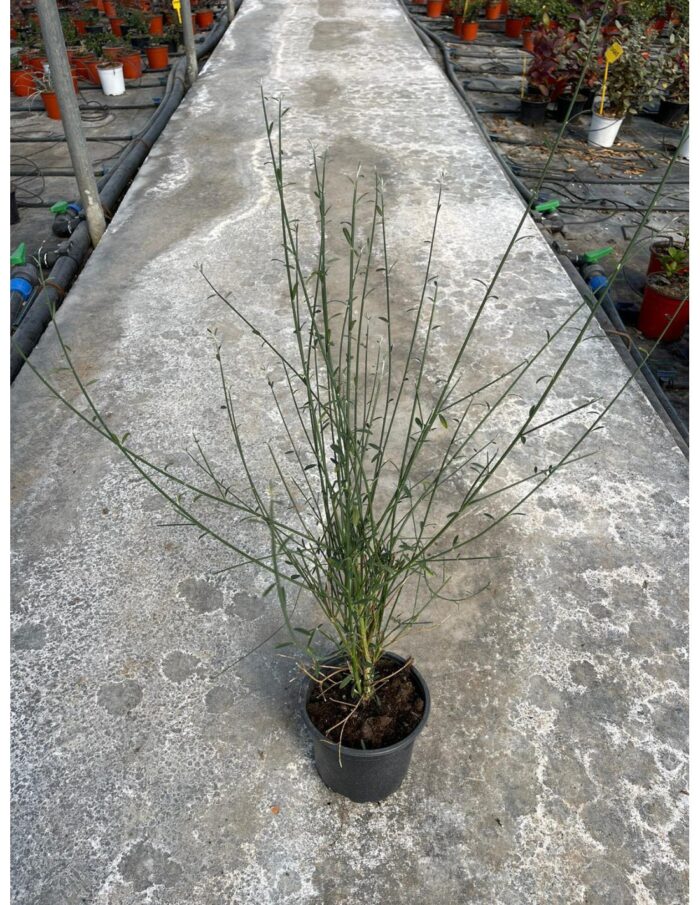 20 Piante di Ginestra Vaso 18cm