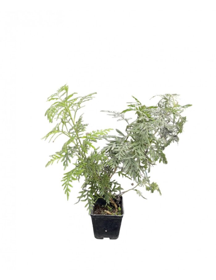 40 Piante di Grevillea robusta Vaso 7cm