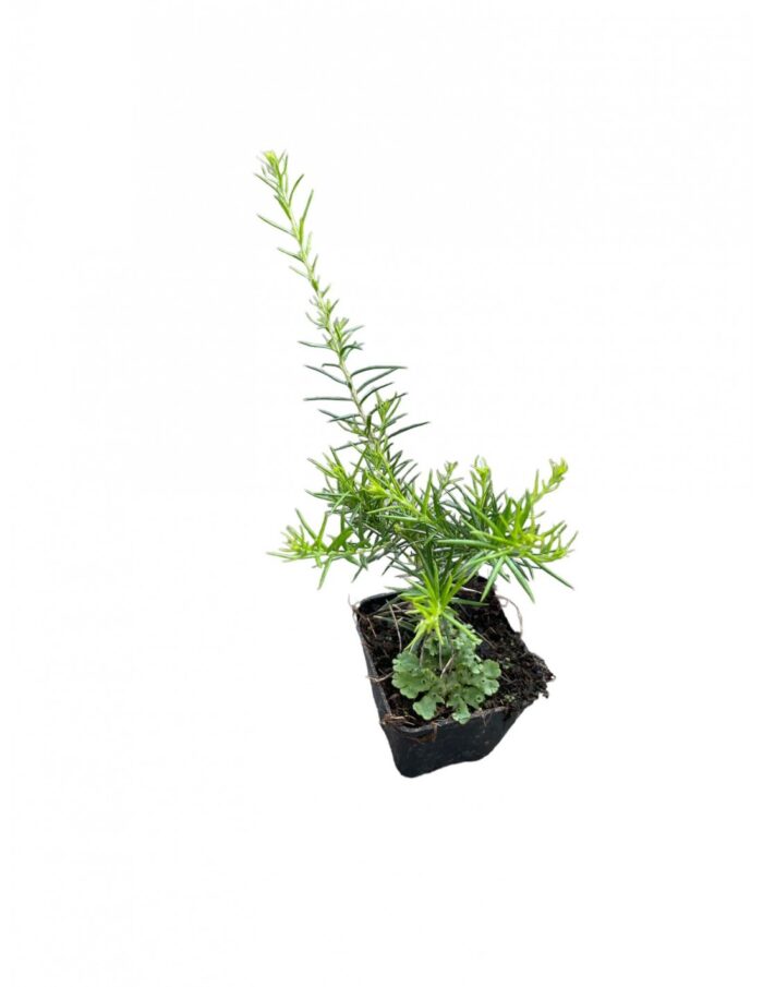 40 Piante di Grevillea rosmarinifolia Vaso 7cm