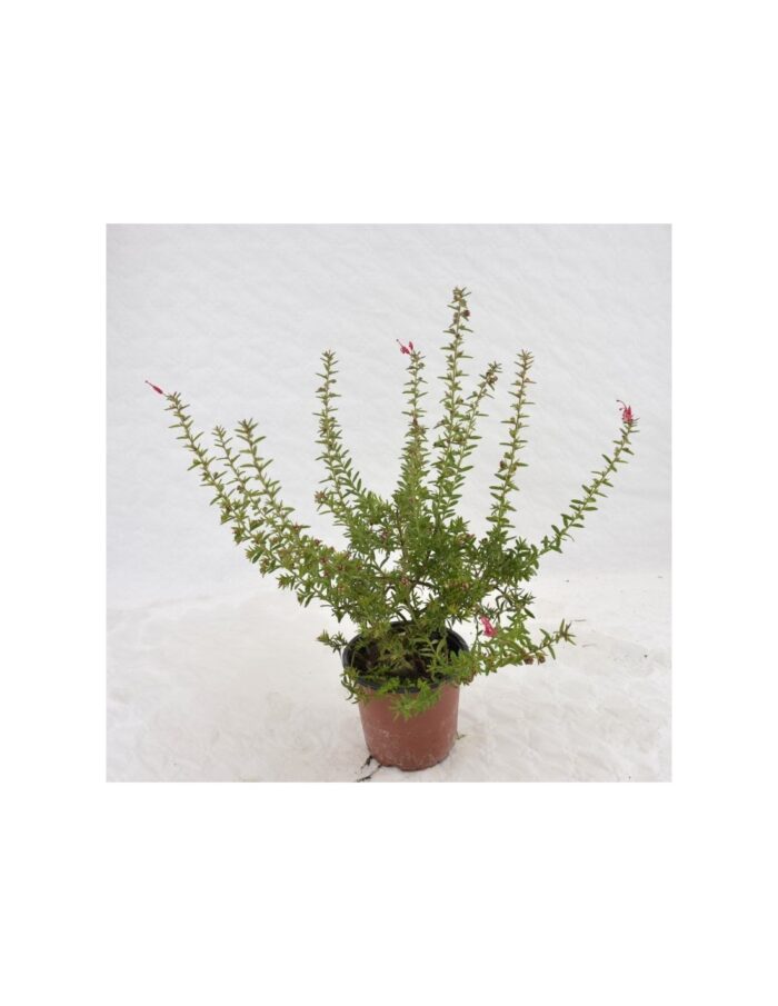 20 Piante di Grevillea rosmarinifolia Vaso 18cm