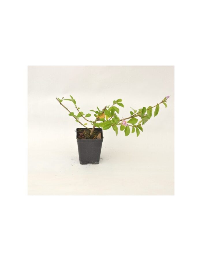 40 Piante di Grewia Vaso 7cm