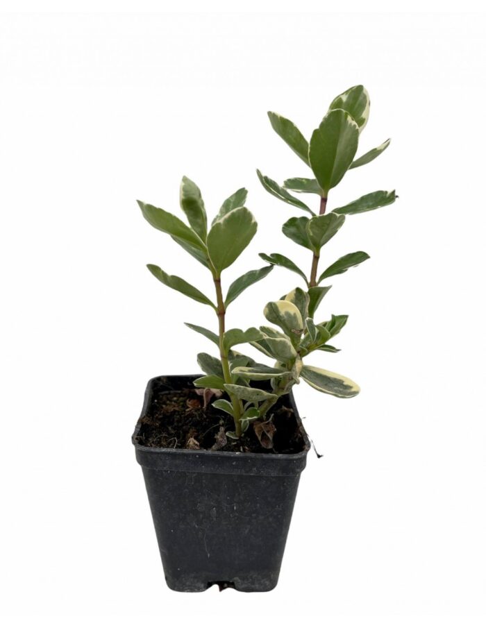 40 Piante di Hebe Vaso 7cm
