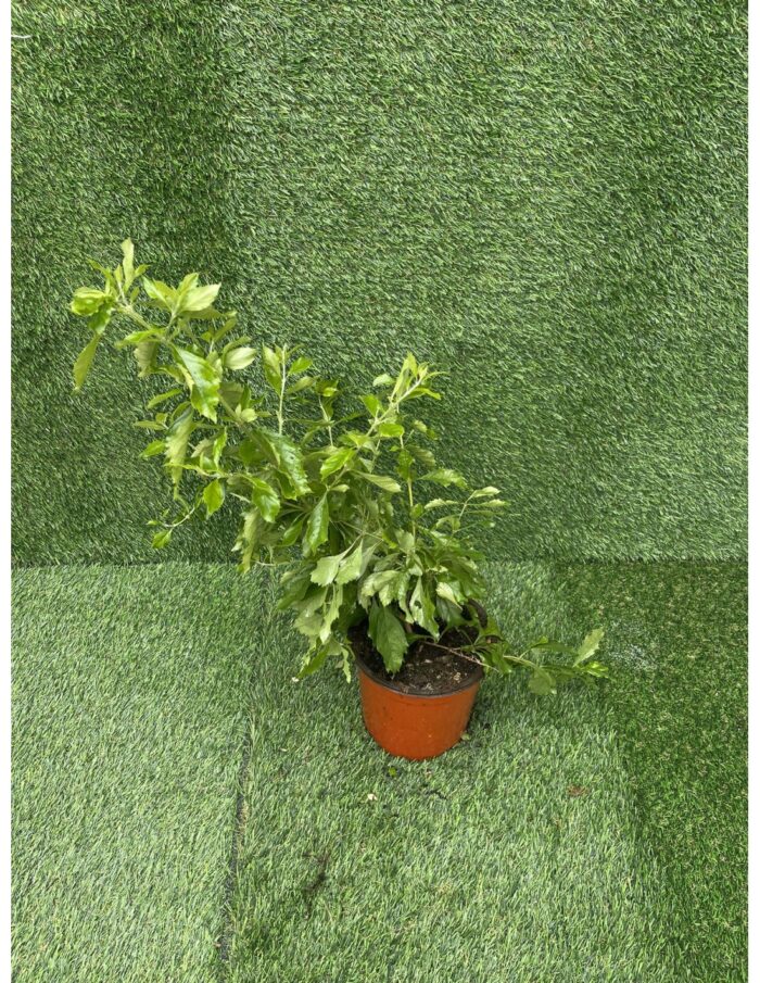 20 Piante di Hibiscus Vaso 18cm