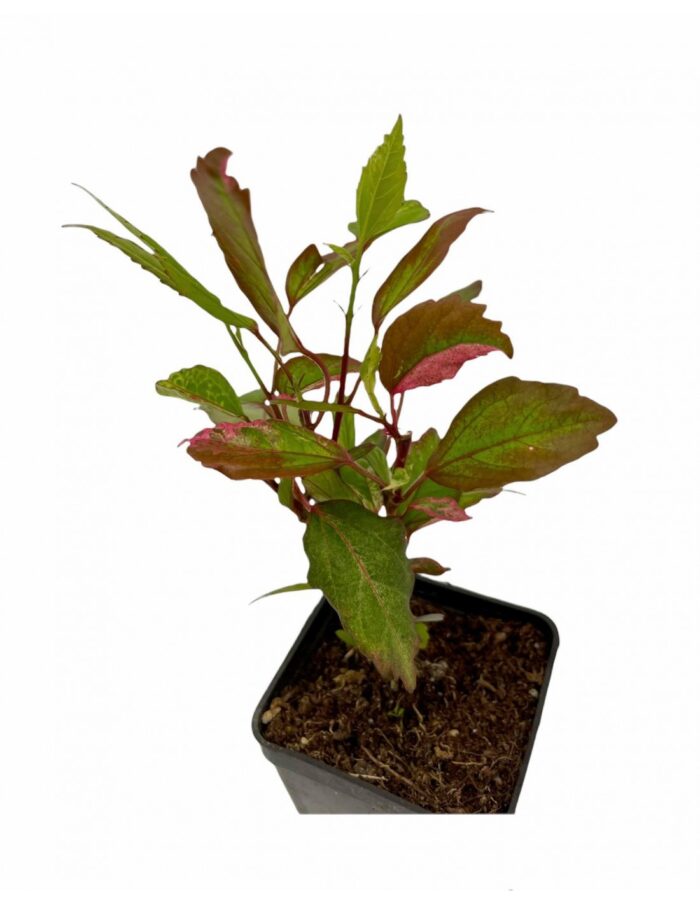 40 Piante di Hibiscus Syriacus Vaso 7cm