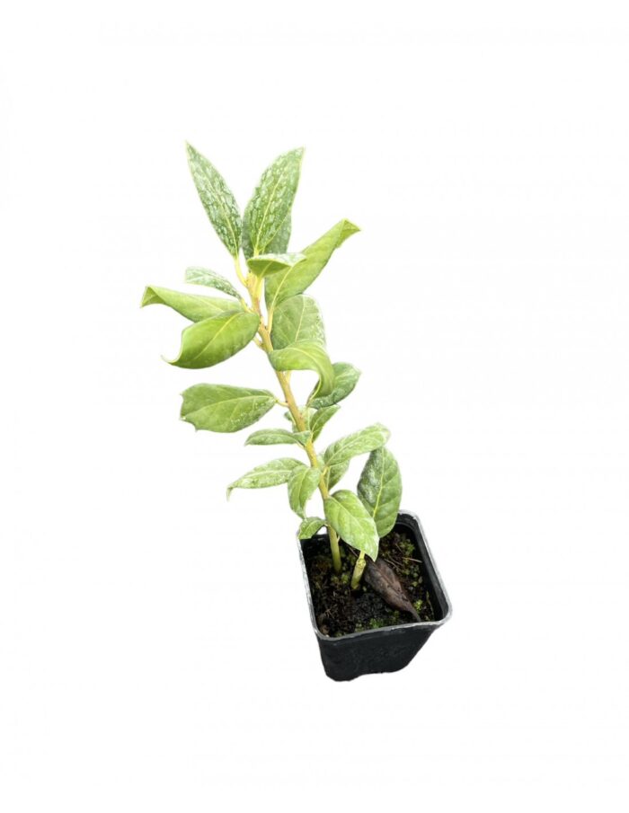 40 Piante di Ilex Nellie Steven Vaso 7cm