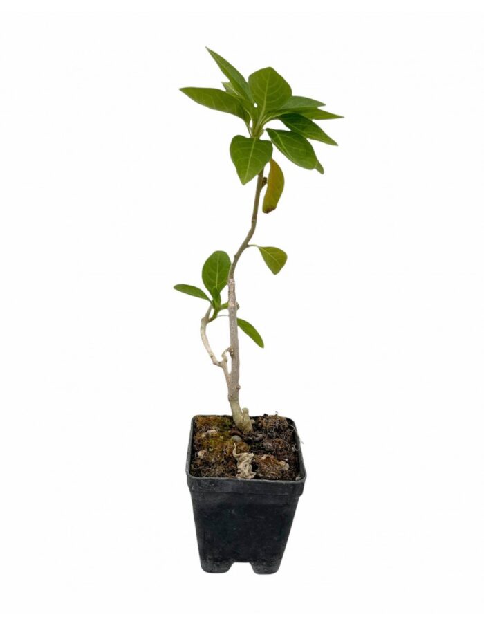 40 Piante di Iochroma Vaso 7cm