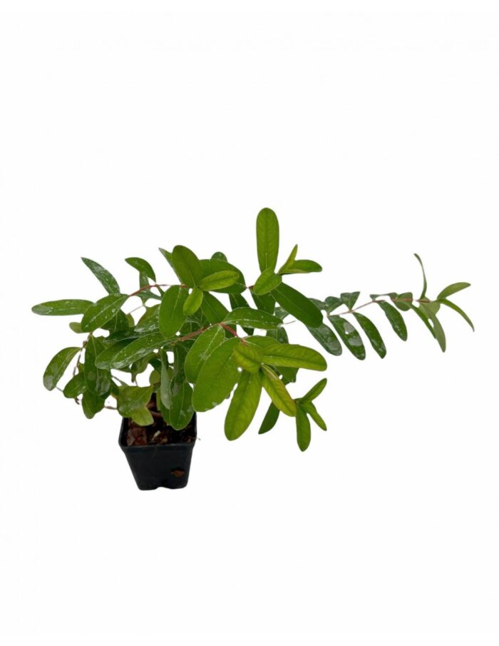 40 Piante di Iperico Hidcote Vaso 7cm