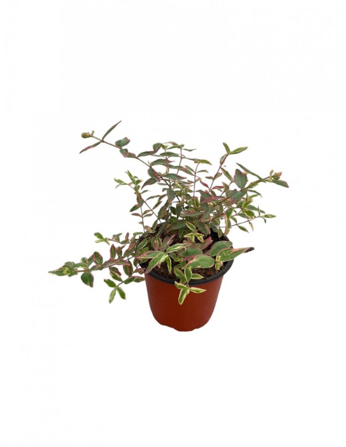 20 Piante di Iperico Tricolor Vaso 18cm
