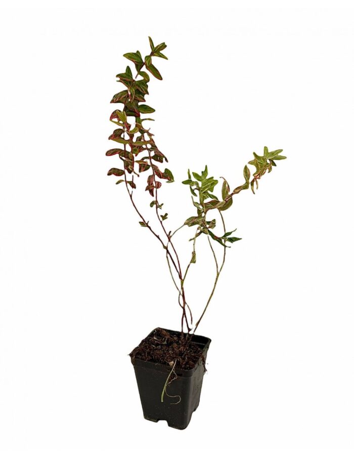 40 Piante di Iperico Tricolor Vaso 7cm