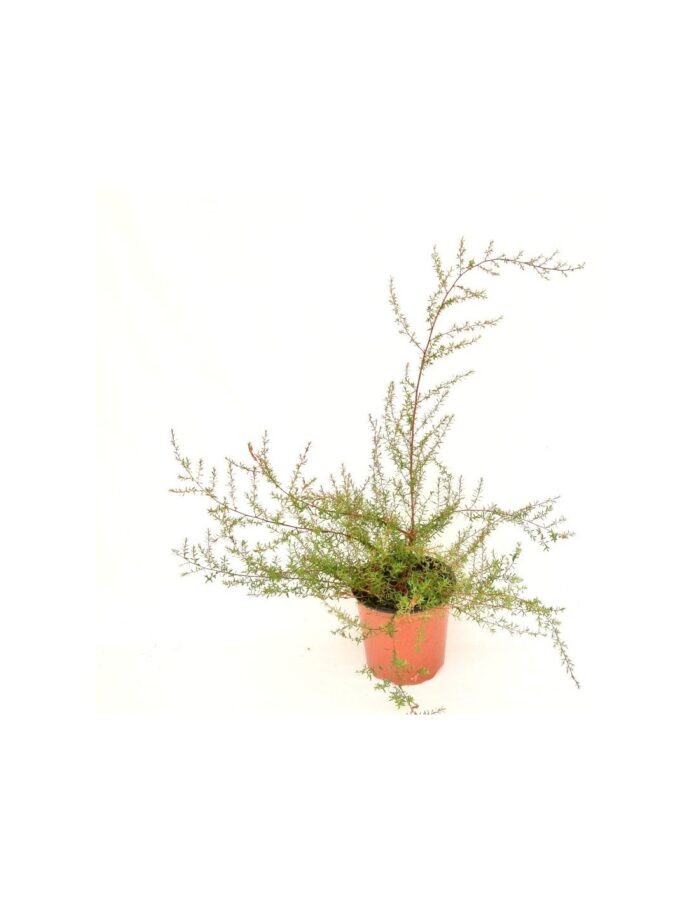 20 Piante di Leptospermum Vaso 18cm