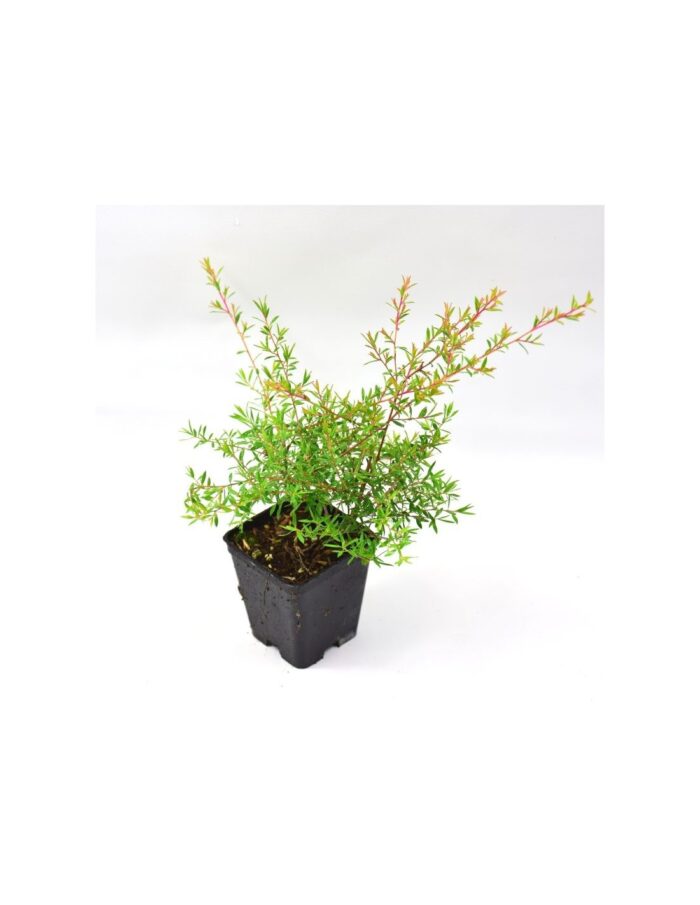 40 Piante di Leptospermum Vaso 7cm