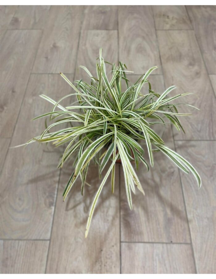20 Piante di Liriope Vaso 14cm