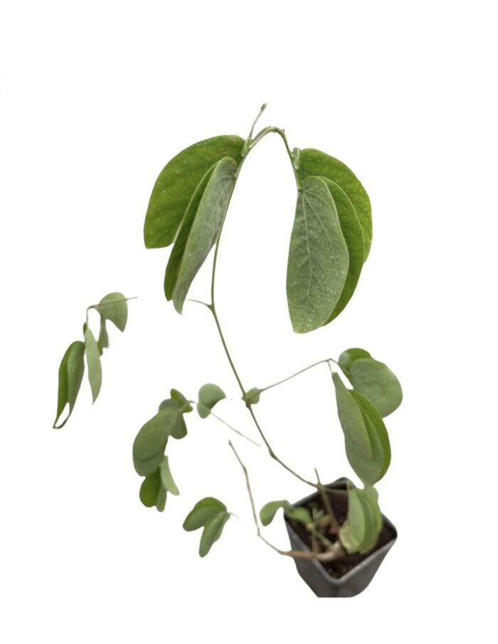 40 Piante di Mimosa Pudica Vaso 7cm