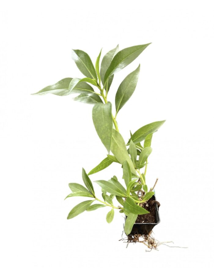 40 Piante di Myoporum Vaso 7cm