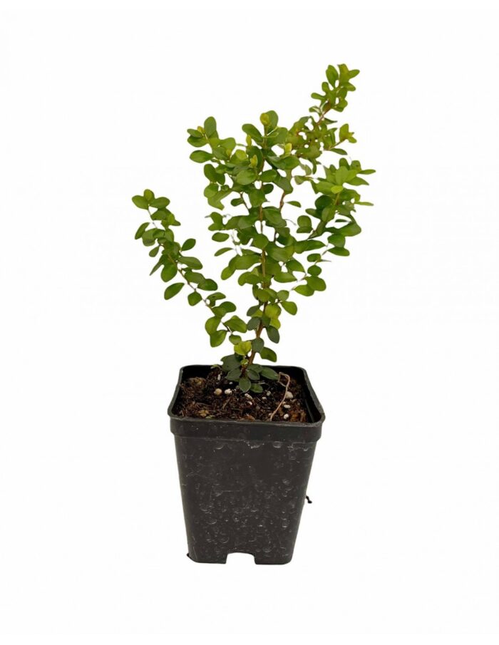 40 Piante di Myrsine africana Vaso 7cm