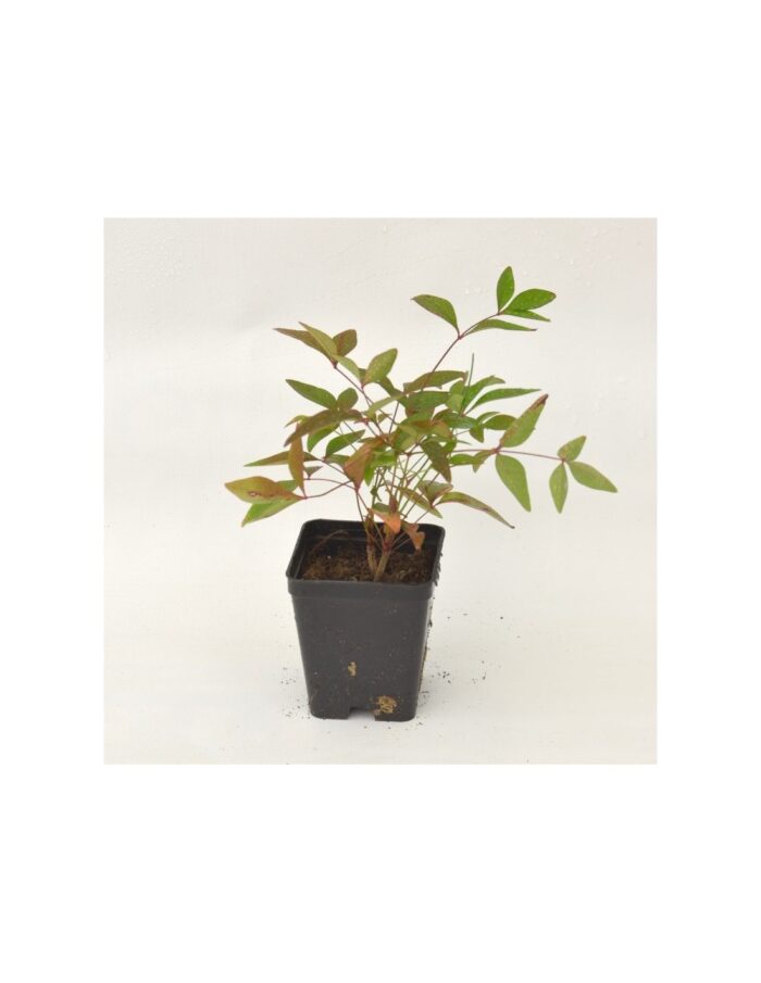 40 Piante di Nandina Domestica Vaso 7cm