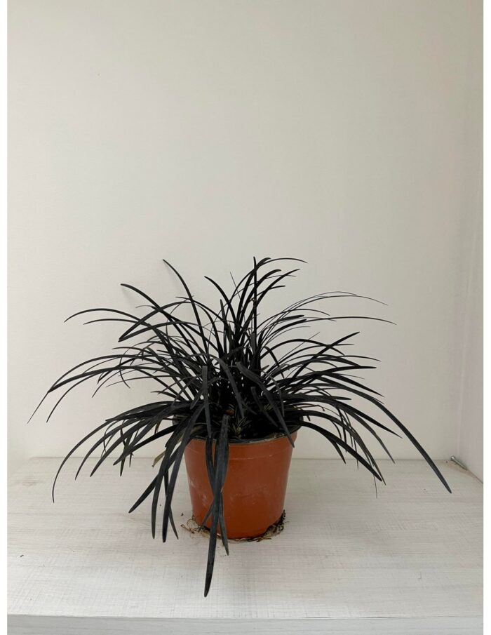20 Piante di Ophiopogon planiscapus 'Nigrescens' Vaso 14cm