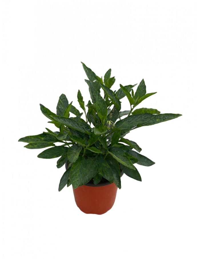 20 Piante di Pepino Vaso 18cm