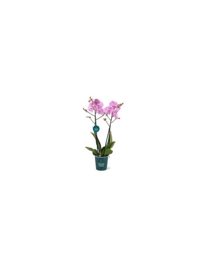 8 Piante di Phalaenopsis Anthura Manta (Orchidea) Vaso 12cm