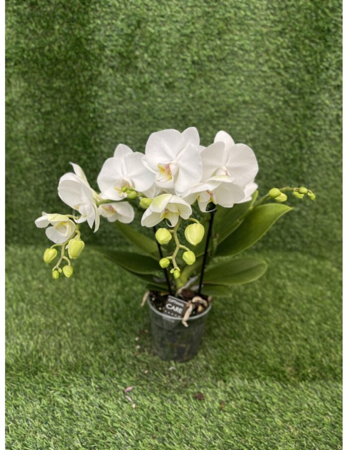 8 Piante di Phalaenopsis Bianco 2 rami Vaso 12cm