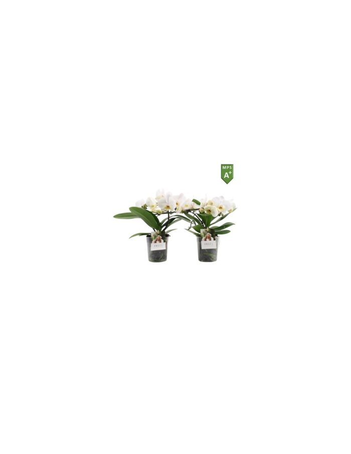 8 Piante di Phalaenopsis Bianco Angel (Orchidea) Vaso 12cm
