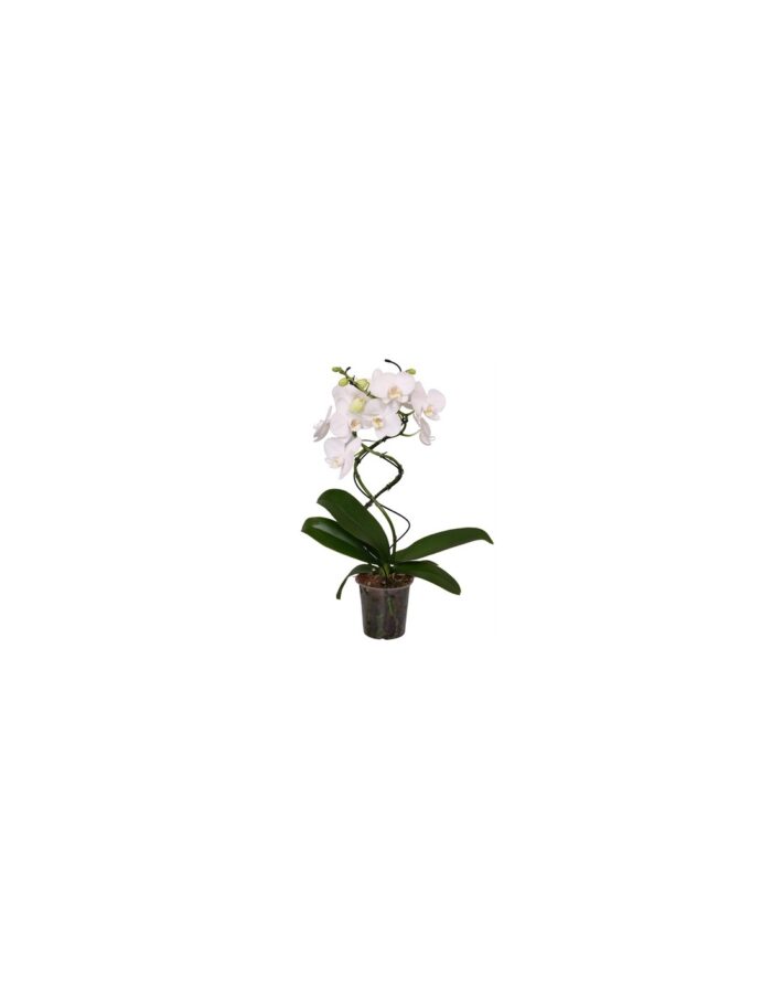 8 Piante di Phalaenopsis GreenbalanZ TwisterZ (Orchidea) Vaso 12cm